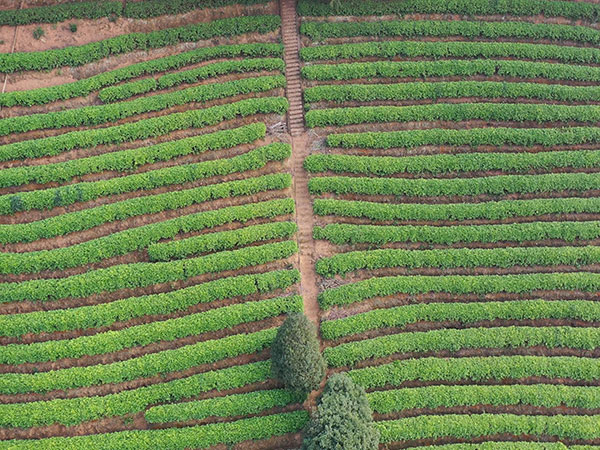 Meizhou Yearning Tea Plantation Tourist Attraction