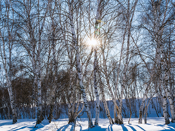 /pic/city/mohe/birch-forest-03.jpg