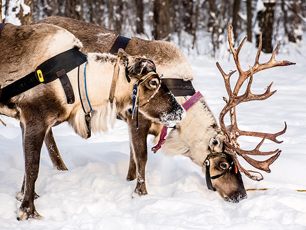 /pic/city/mohe/reindeer-park-02.jpg