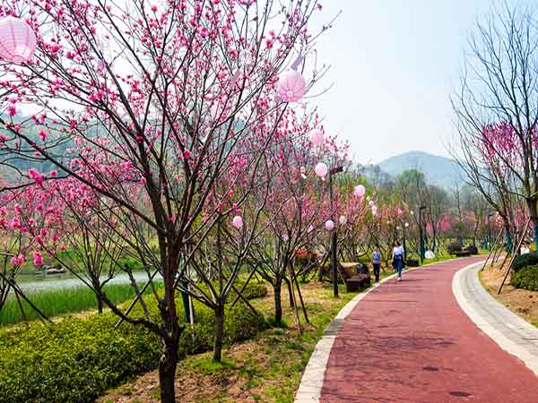 Peach Stream