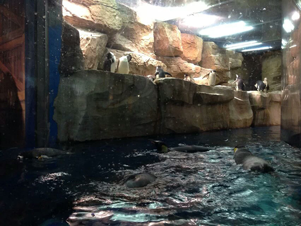 Qingdao Polar Ocean World