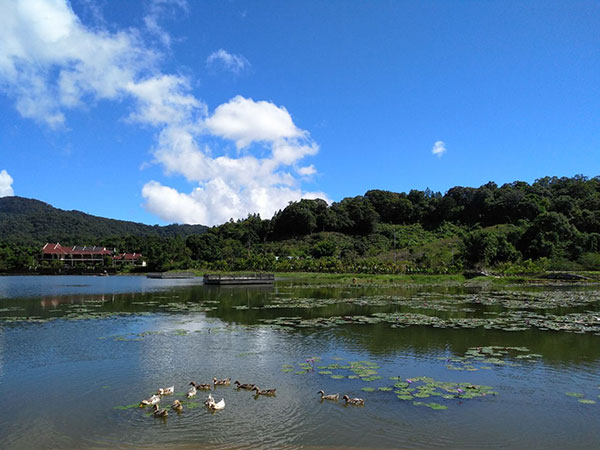 Tropical Rainforest of Jianfeng Mountain