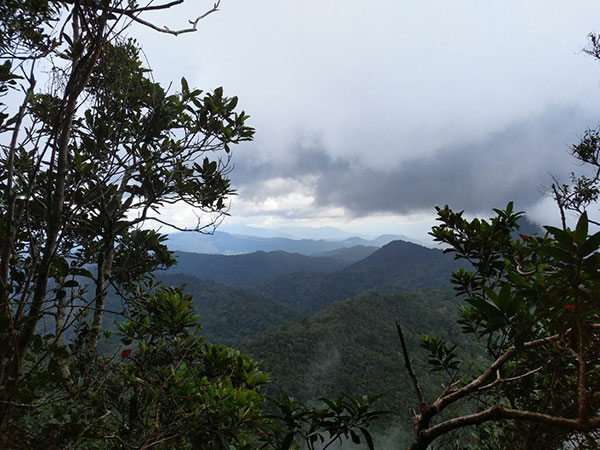 Tropical Rainforest of Jianfeng Mountain
