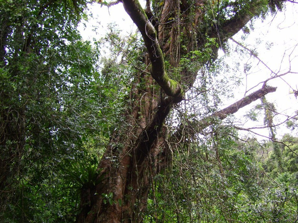 Tropical Rainforest of Jianfeng Mountain