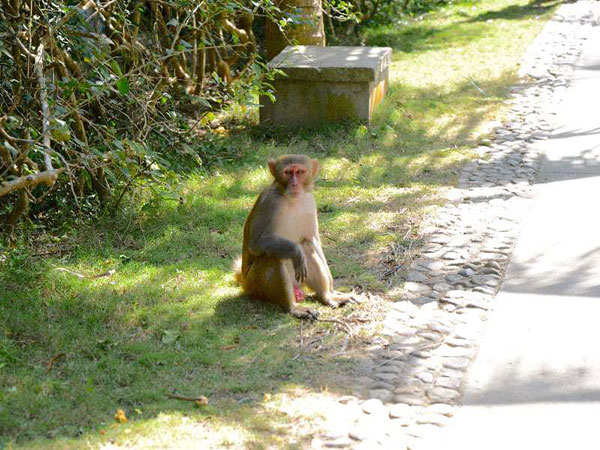 Nanwan Monkey Island