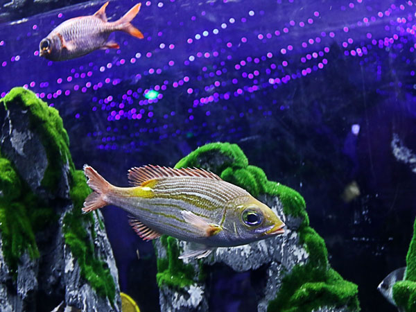 Shanghai Changfeng Ocean World