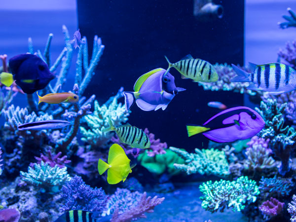Shanghai Changfeng Ocean World