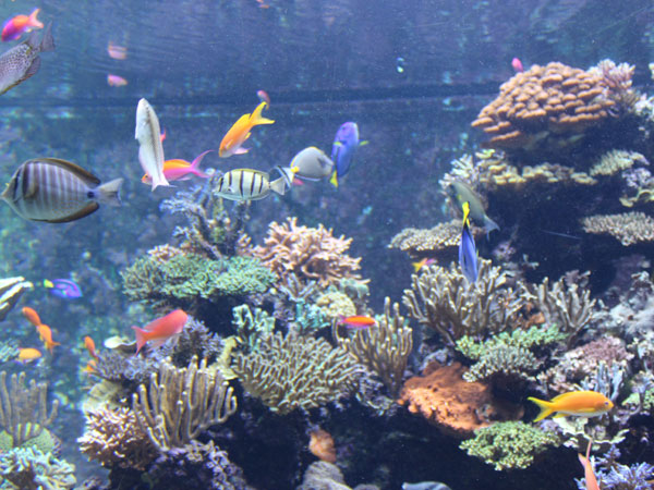 Shanghai Ocean Aquarium