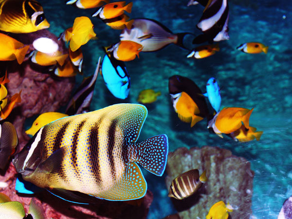 Shanghai Ocean Aquarium
