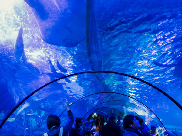Shanghai Ocean Aquarium
