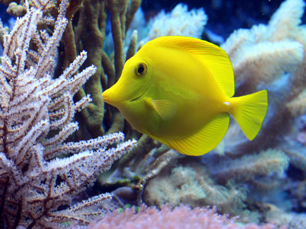 Shanghai Ocean Aquarium
