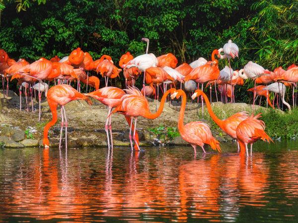 Shanghai Wildlife Park