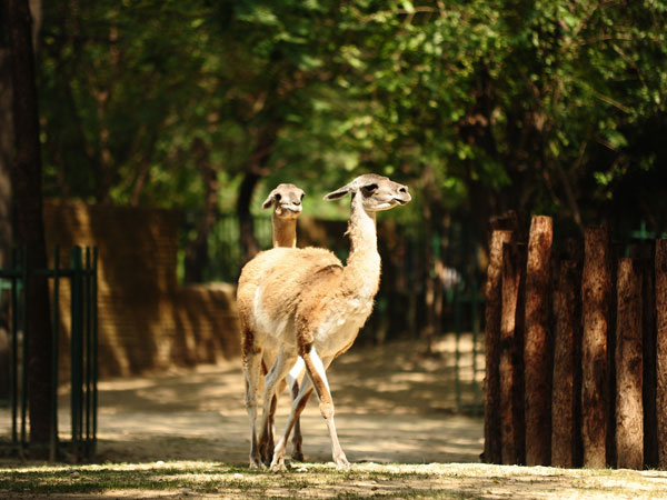 Shanghai Wildlife Park