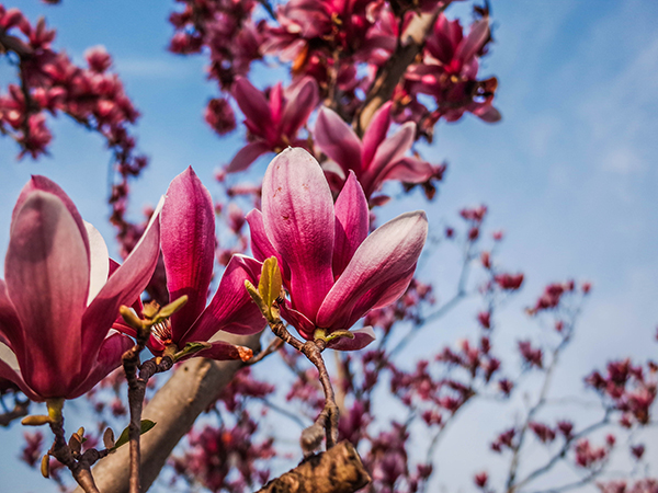 Best Places to See Spring Blossoms in Shanghai