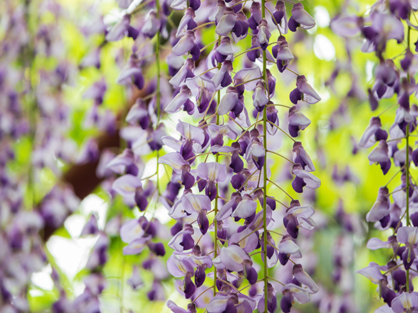 Best Places to See Spring Blossoms in Shanghai