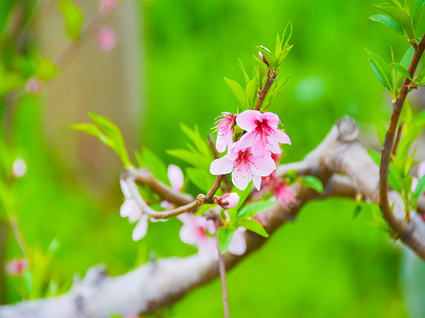 Best Places to See Spring Blossoms in Shanghai