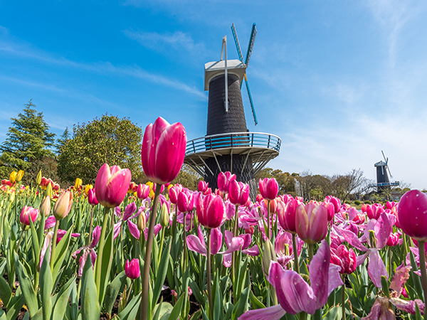 Best Places to See Spring Blossoms in Shanghai