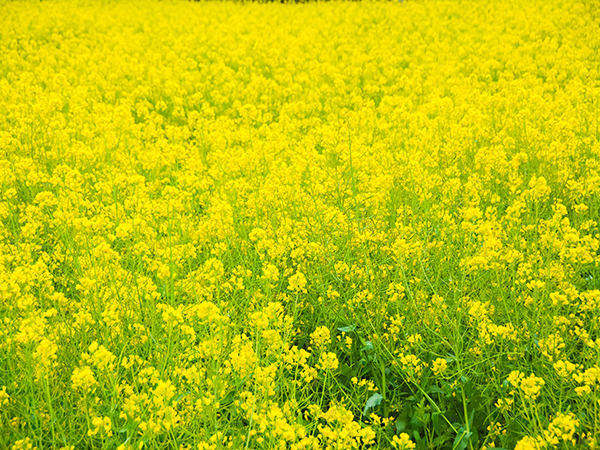 Best Places to See Spring Blossoms in Shanghai