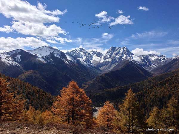 Alpine Rhododendron Forest of Baima Snow Mountain