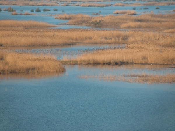 Top 10 Most Beautiful Wetlands in China-Liaohe Wetland