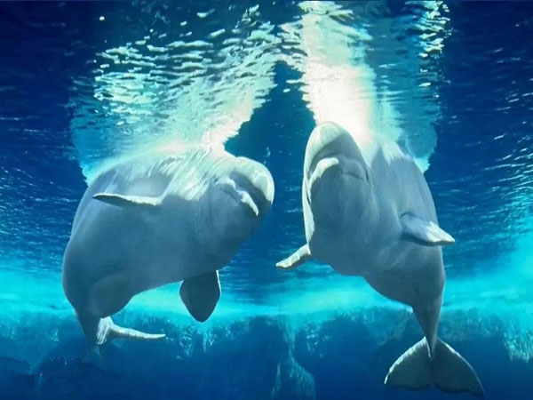 Shenzhen Sea World
