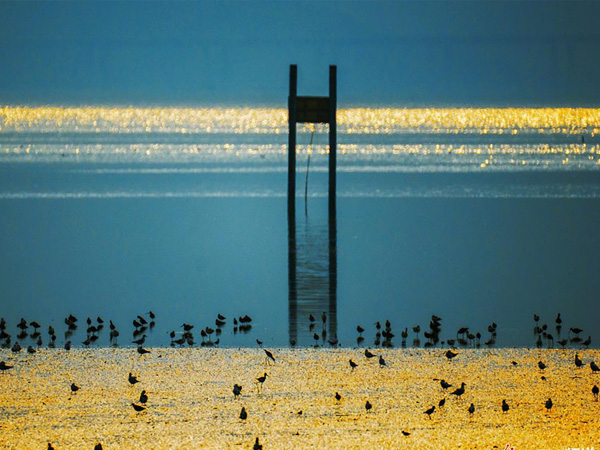 Top 10 Most Beautiful Wetlands in China-Mangrove Nature Reserve