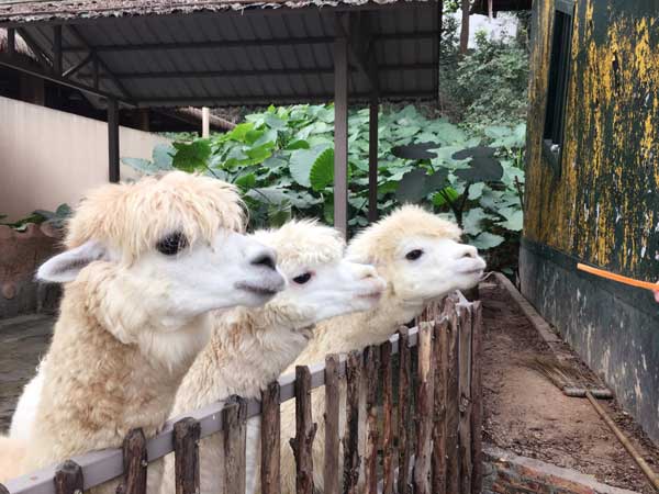 Shenzhen Wild Life Zoo