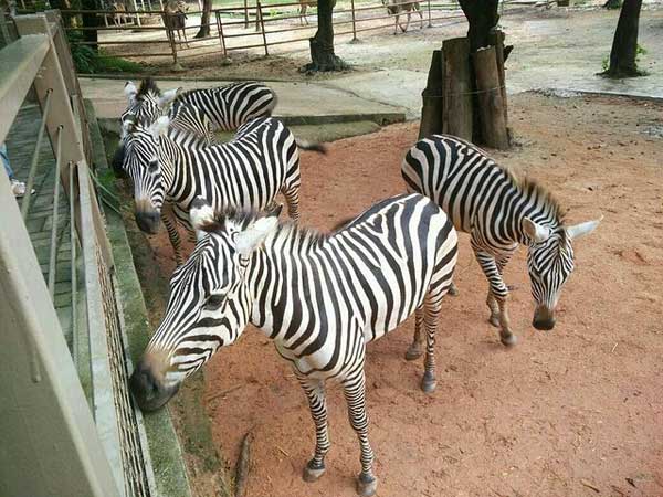 Shenzhen Wild Life Zoo