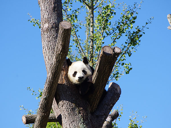Bifengxia Panda Base
