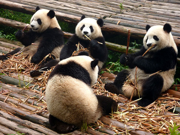Bifengxia Panda Base