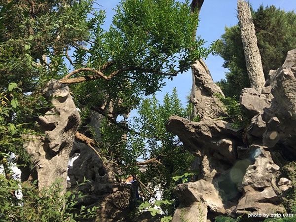 Lion Grove Garden