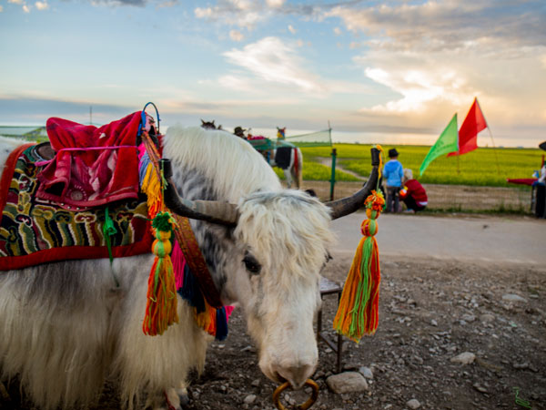 /pic/city/tibet/Yaks-01.jpg