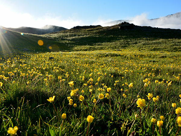 North Tibet Grassland