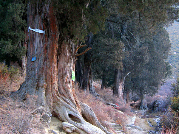 Huge Cypress Nature Reserve