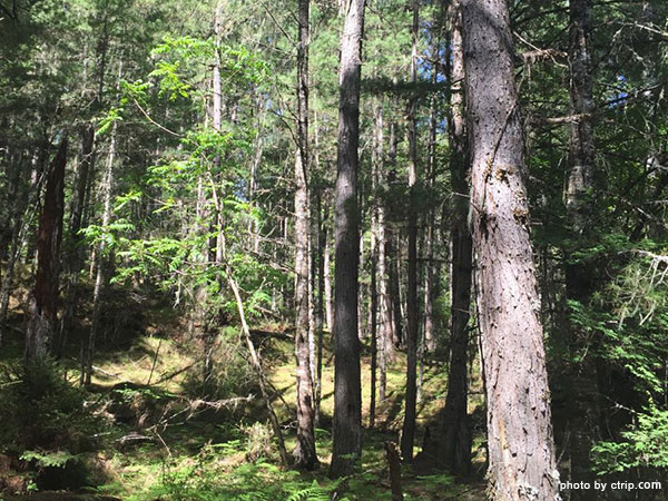 Linzhi Spruce Forest of Bomigang Village