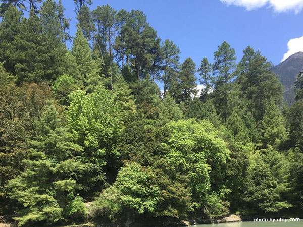 Linzhi Spruce Forest of Bomigang Village