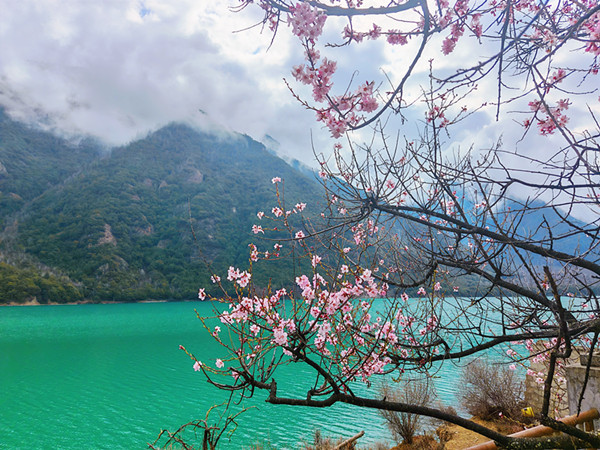 /pic/city/tibet/nyingchi/attractions/nyingchi-peach-blossom-02.jpg
