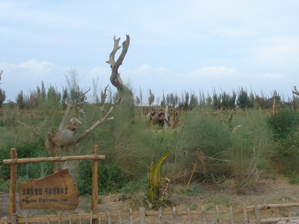 Desert Botanical Garden