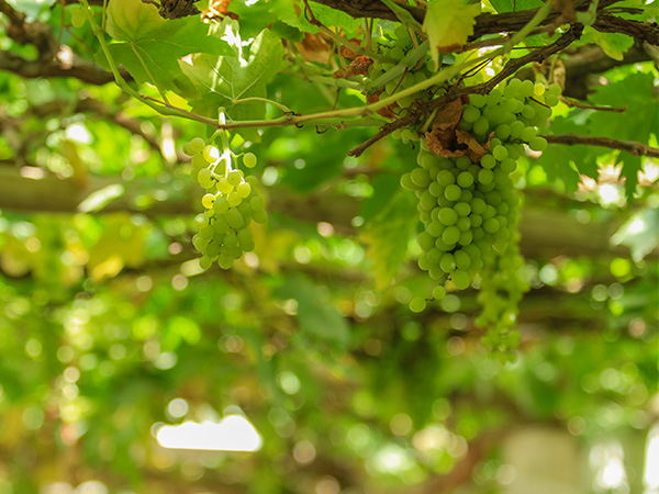 Grape Valley