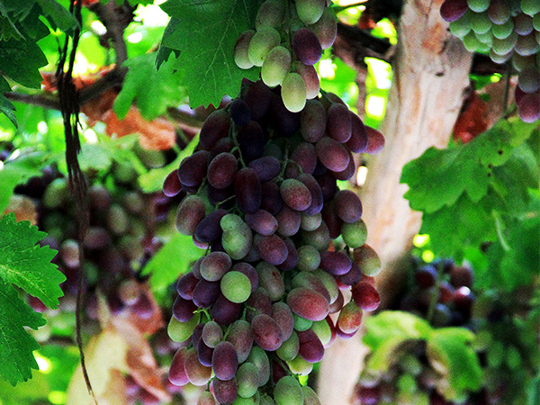 Grape Valley