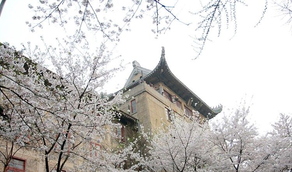 Cherry  Flower in Wuhan University