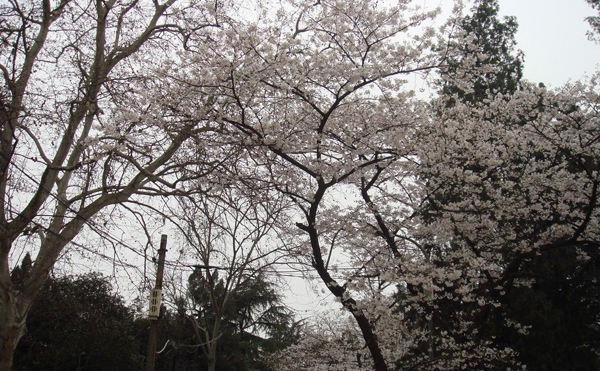 Cherry  Flower in Wuhan University