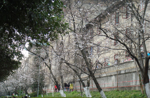 Cherry  Flower in Wuhan University
