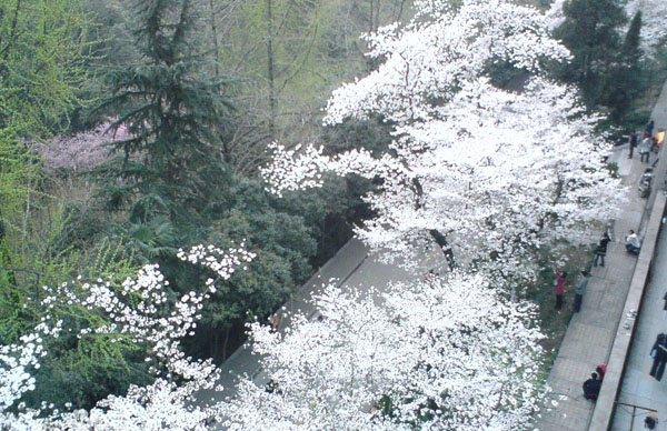 Cherry  Flower in Wuhan University