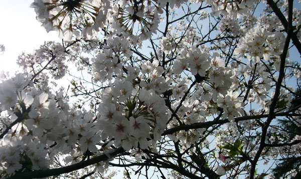 Cherry  Flower in Wuhan University