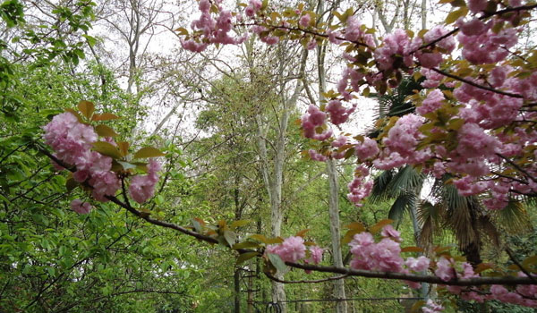 Cherry  Flower in Wuhan University