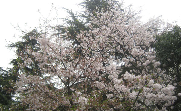 Spring Tour to Watch Cherry Blossom in Wuhan University