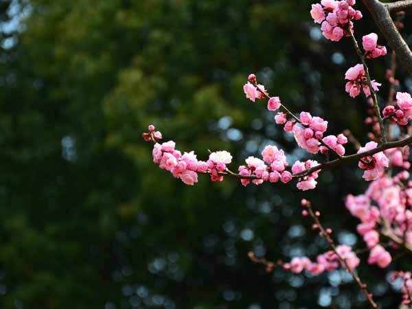 Best Places for Wuxi Spring Trip