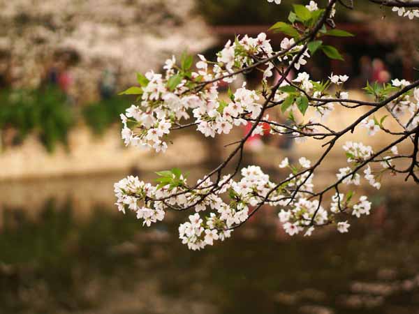 Best Places for Wuxi Spring Trip