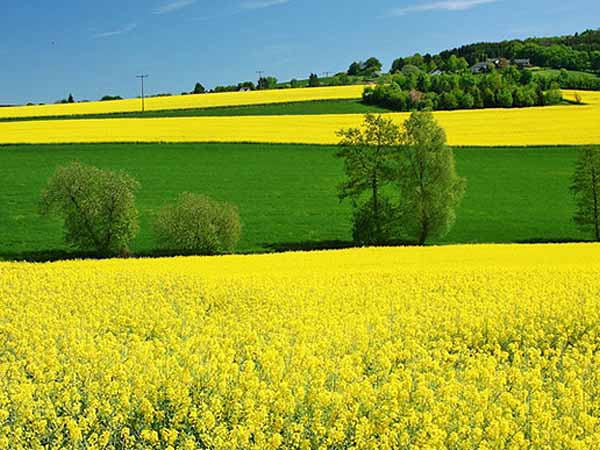 Best Places for Wuxi Spring Trip